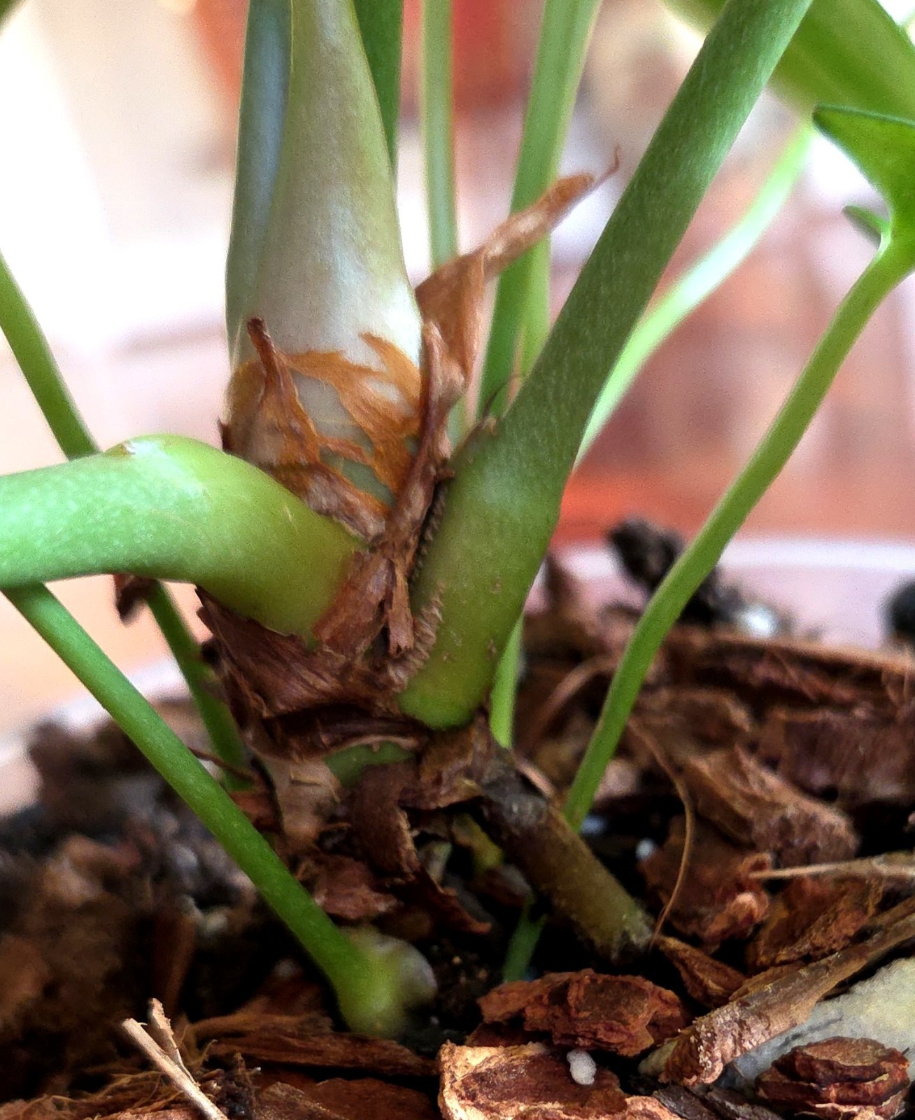 Rare Anthurium Berriozabalense X Clarinervium 22″ Tall Aroid Not Philodendron