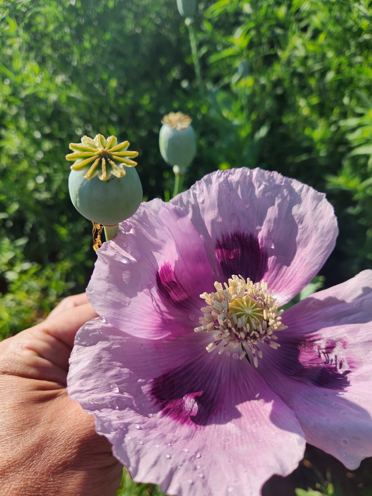 Izmir Poppy Mystery Mix Papaver Somniferum