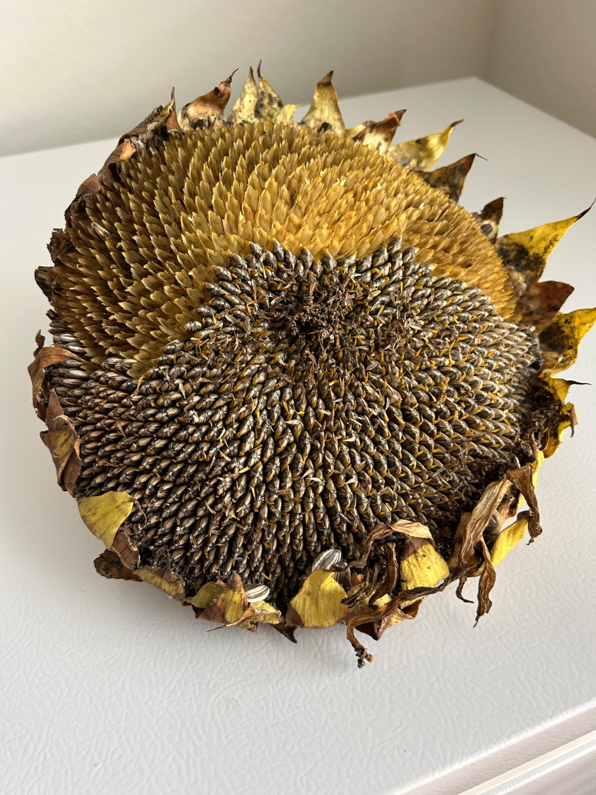 30+ Giant Titan Sunflower Seeds Extra Large Heads Big Fat Seeds