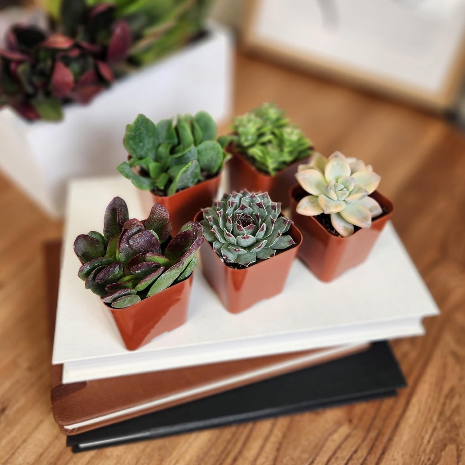 Set of 6 Potted Succulents Live House Plants Indoor Garden Decor