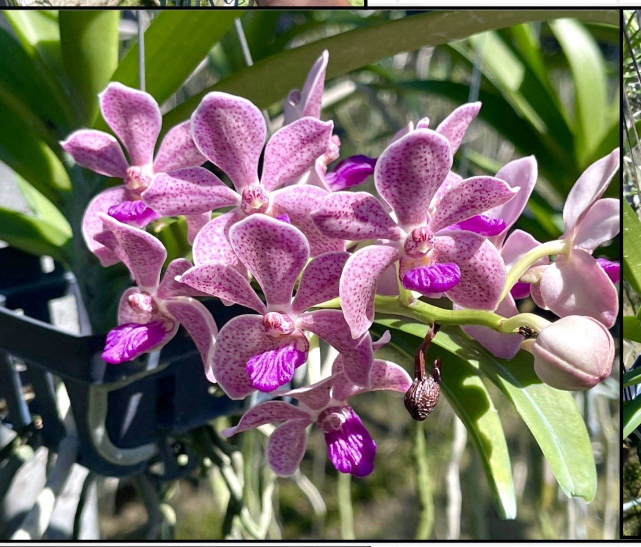 Vandachostylis Leah Baisi Fragrant Gigantea Hybrid, Pink Orchid