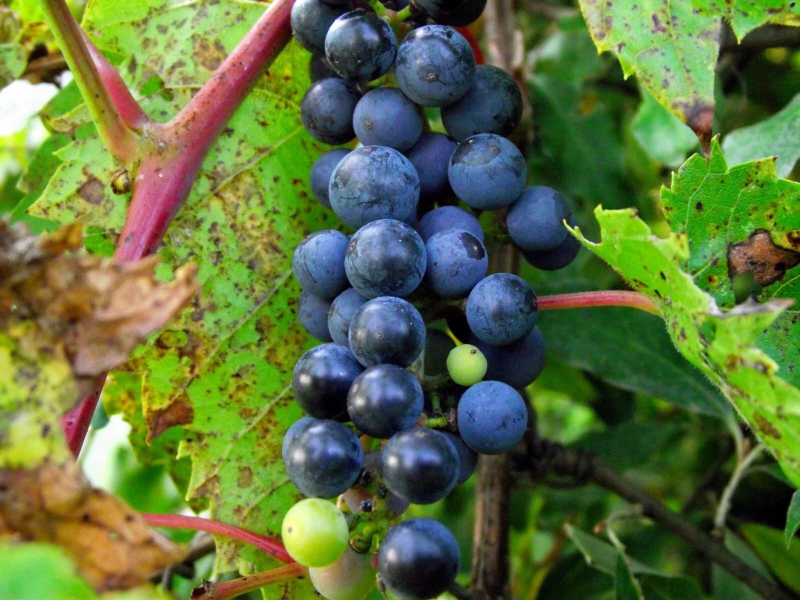 7 Riverbank Grape Seeds