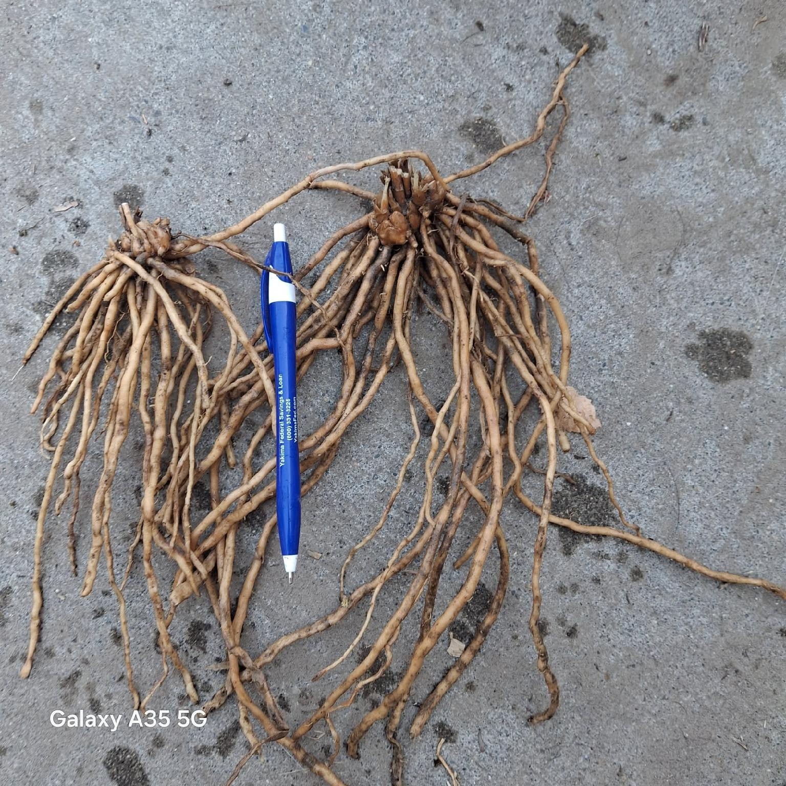 Twenty-five 2nd Year Asparagus Roots