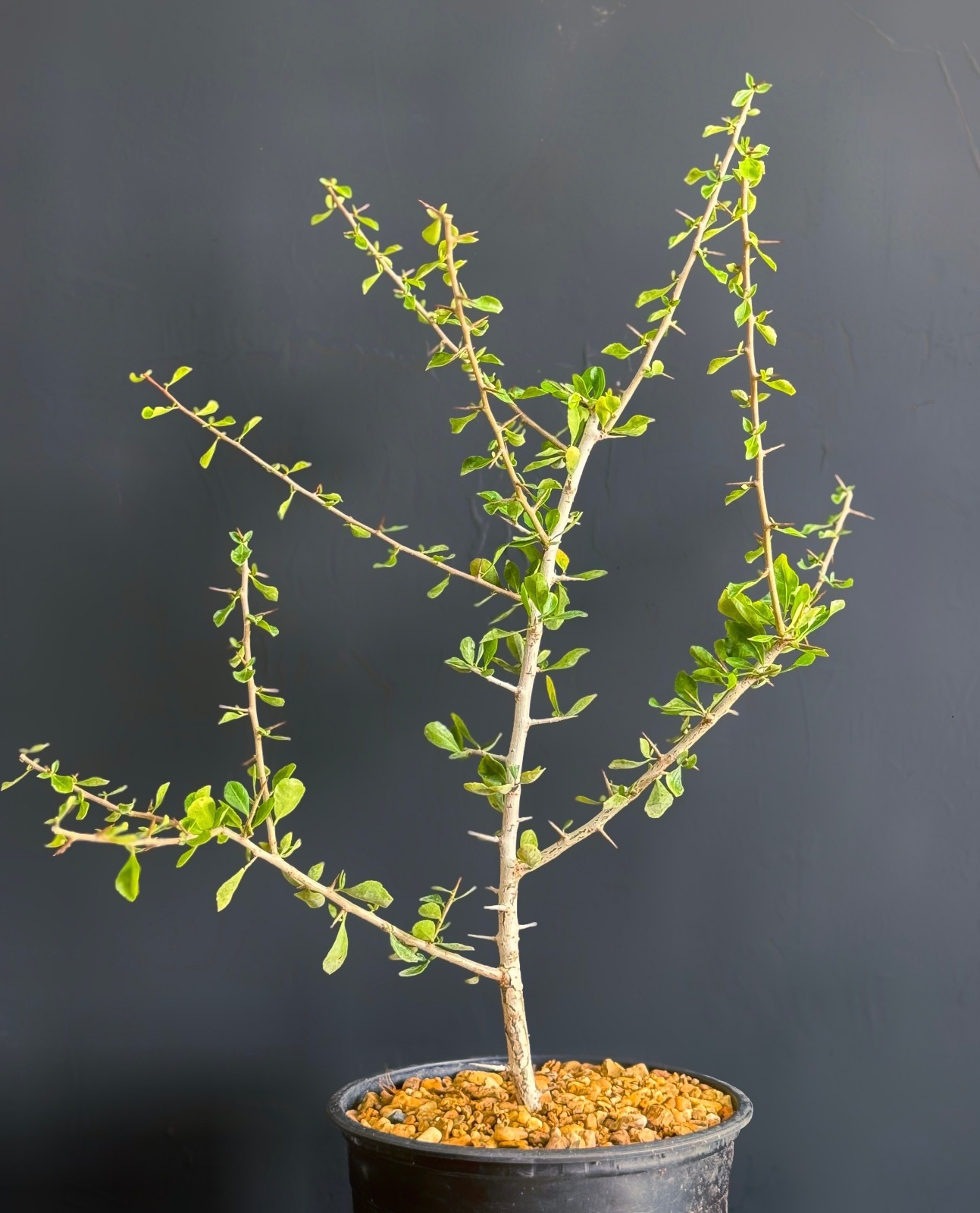Commiphora simplicifolia guggul myrrh tree exotic caudex mukul bonsai 1 ft plant