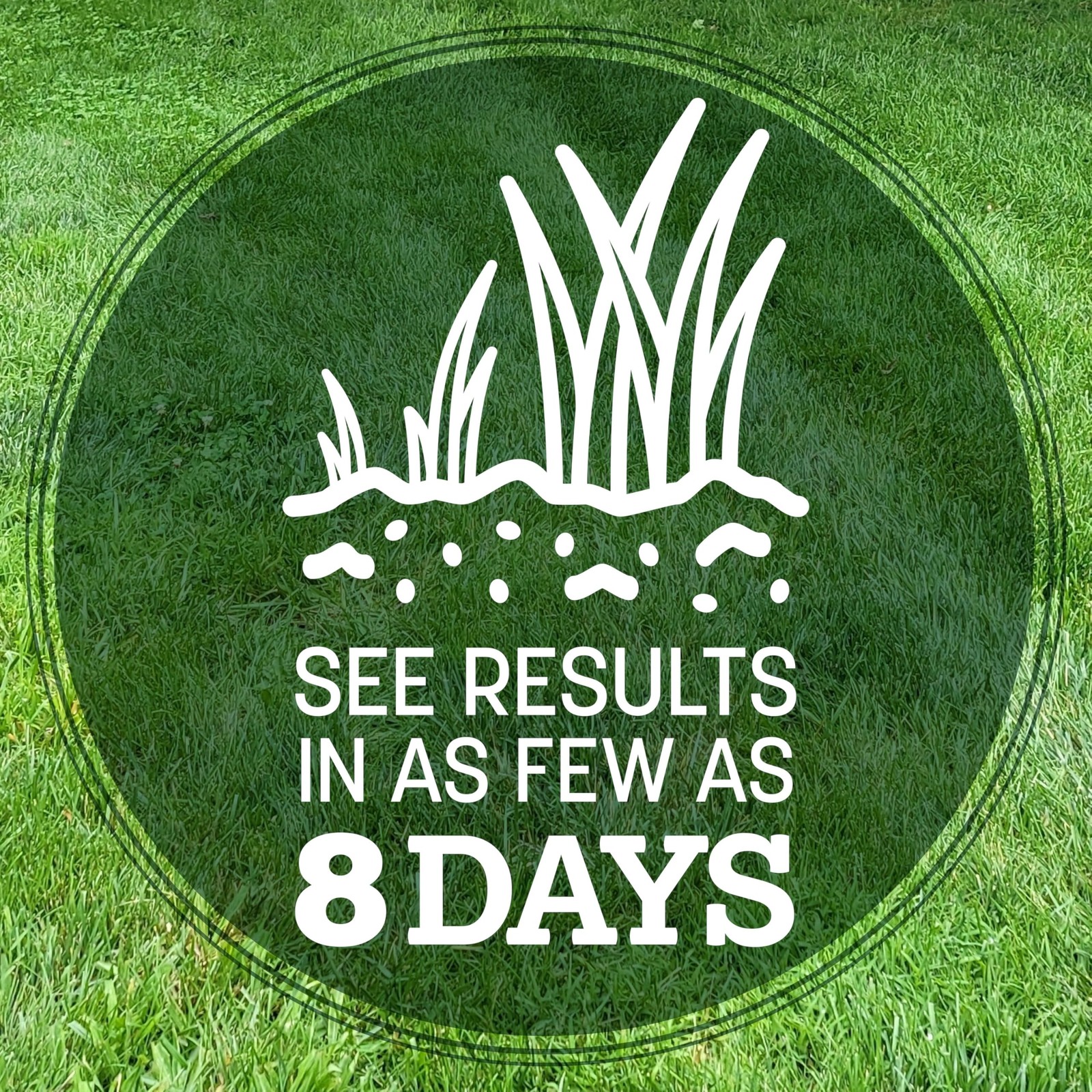 Pennington Kentucky 31 Grass Seed 3 lb 100% Tall Fescue Penkoted FROM USA