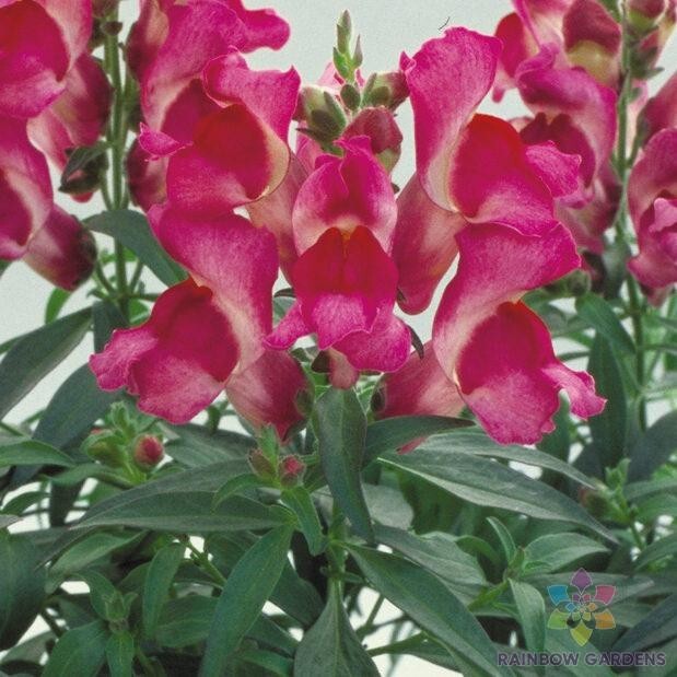 1000+ Floral Showers Pink Snapdragon Seeds for Garden – USA – FREE SHIPPING!