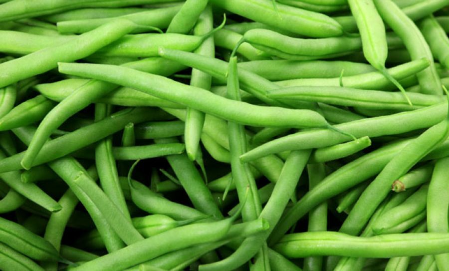 Green Bean Seed: Blue Lake Pole Bean Seeds. Fresh Seed. FREE Shipping!!!!!