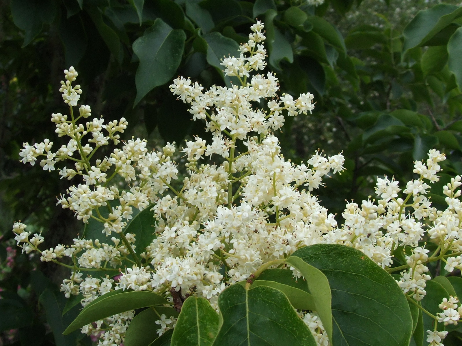 Japanese Tree Lilac, Syringa reticulata, Tree Seeds (Fast, Fragrant, Hardy)