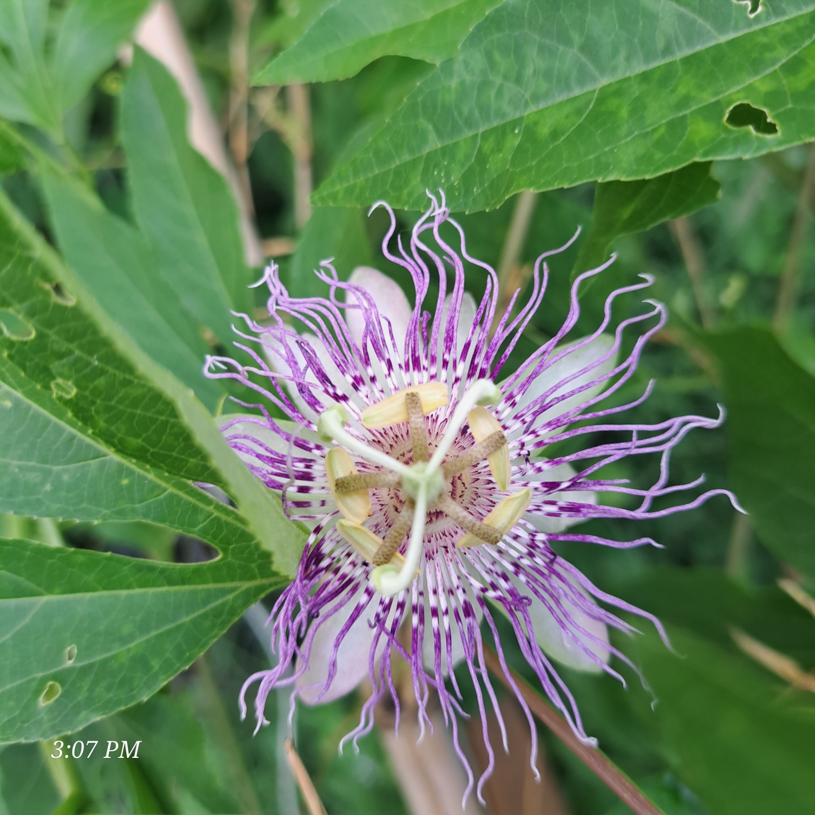 passion flower live plant/Maypop (buy one get one free for good measure)