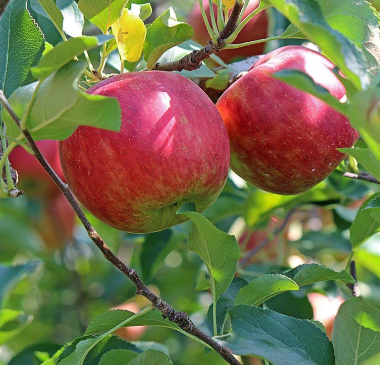 Fuji Apple Seedling Plant – 7-10″ Tall – Fruit Tree for Backyard Orchard, Garden