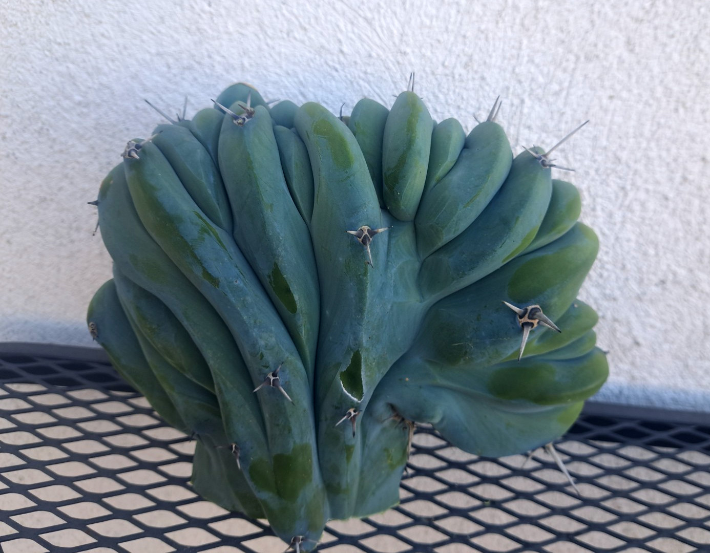 Myrtillocactus Geometrizans Cristata Monstrose Cactus Cutting H6.5xW7.5 #62 ^626