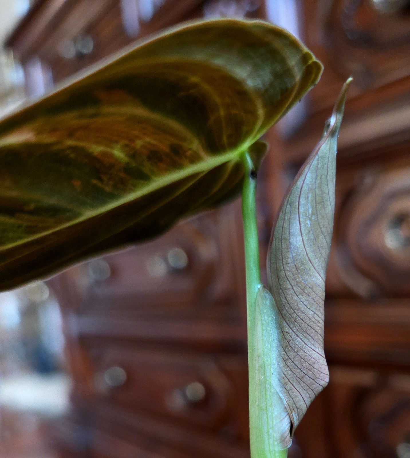 Rare Philodendron Variegated Melanochrysum 14″ Tall Not Anthurium Aroid Monstera