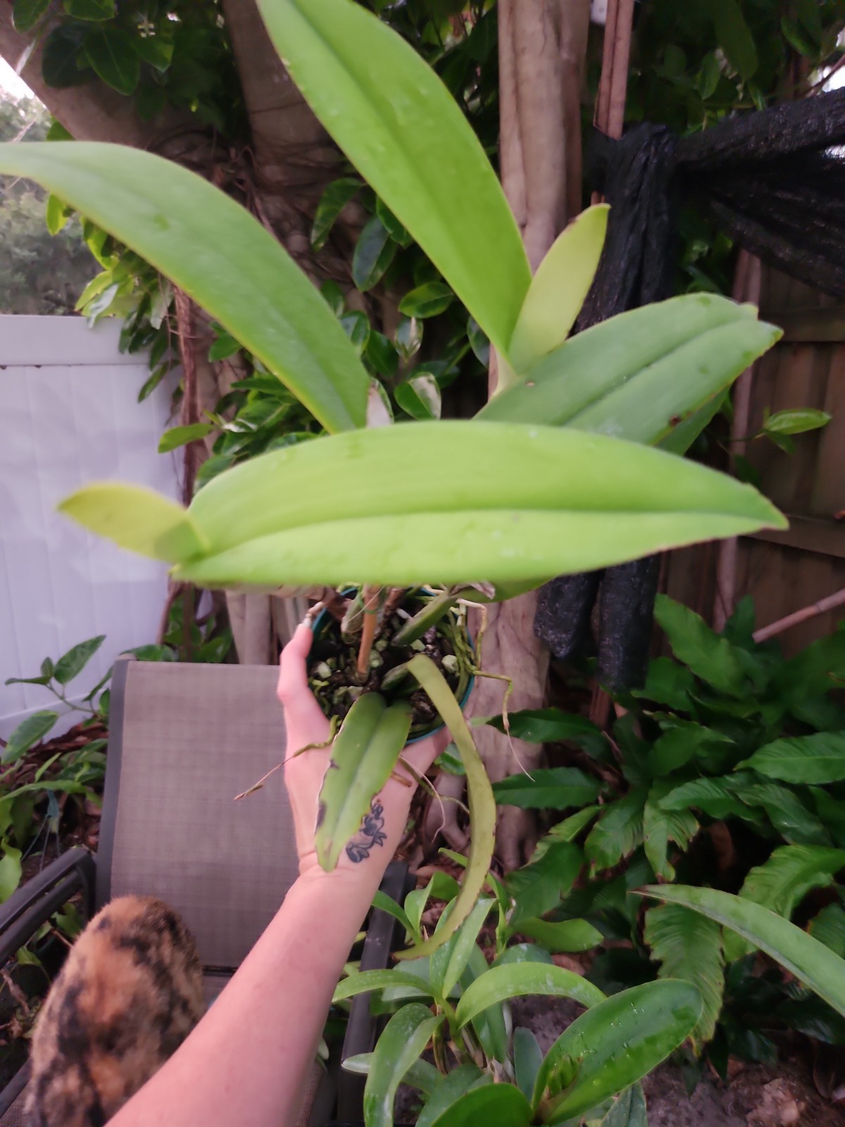 Bud In Sheath Cattleya Percimax Extremely fragrant Live Orchid Pink White Plant