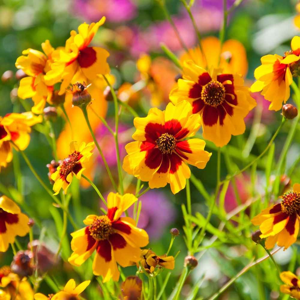 5 LBS Plains Coreopsis Drought Tolerant Xeriscape Wild Flower Seeds