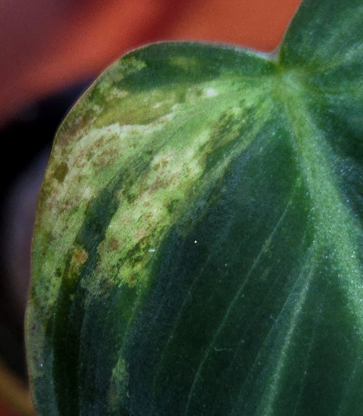 Rare Philodendron Variegated Melanochrysum 14″ Tall Not Anthurium Aroid Monstera