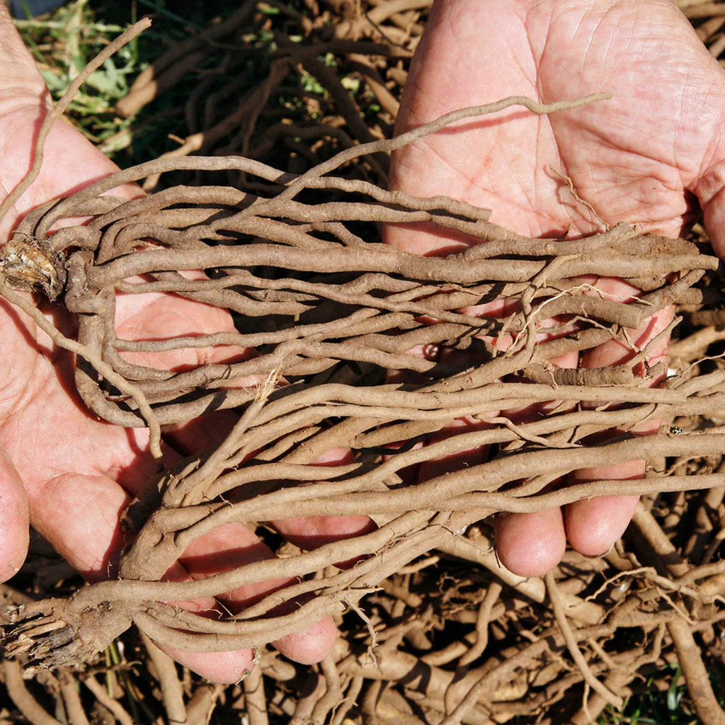 20 Purple Passion Asparagus Roots – Asparagus officinalis – Bare Roots