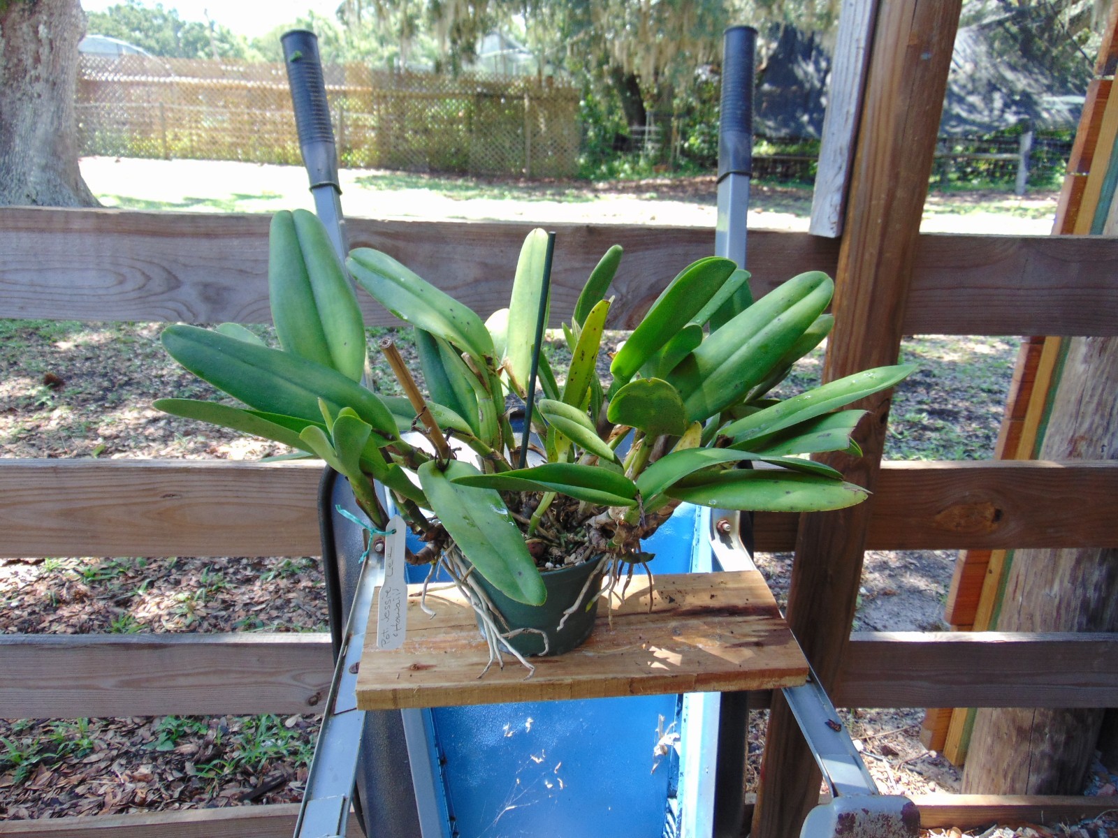 Pot. Jessie Lee ‘Hawaii’ 6 SHEATHS 6″ pot HUGE PLANT