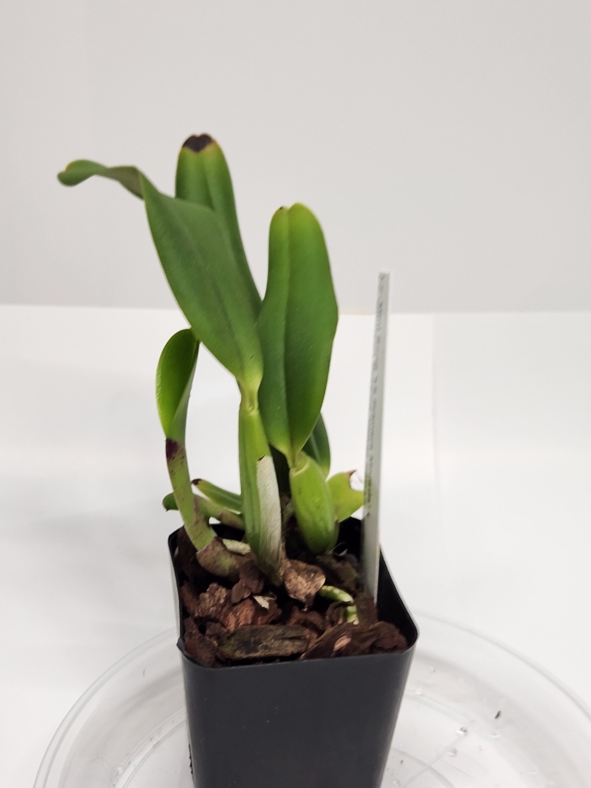 Cattleya La Primera Morada x Lc. Velvet Spalsh, 2.25″ pot, blooming size