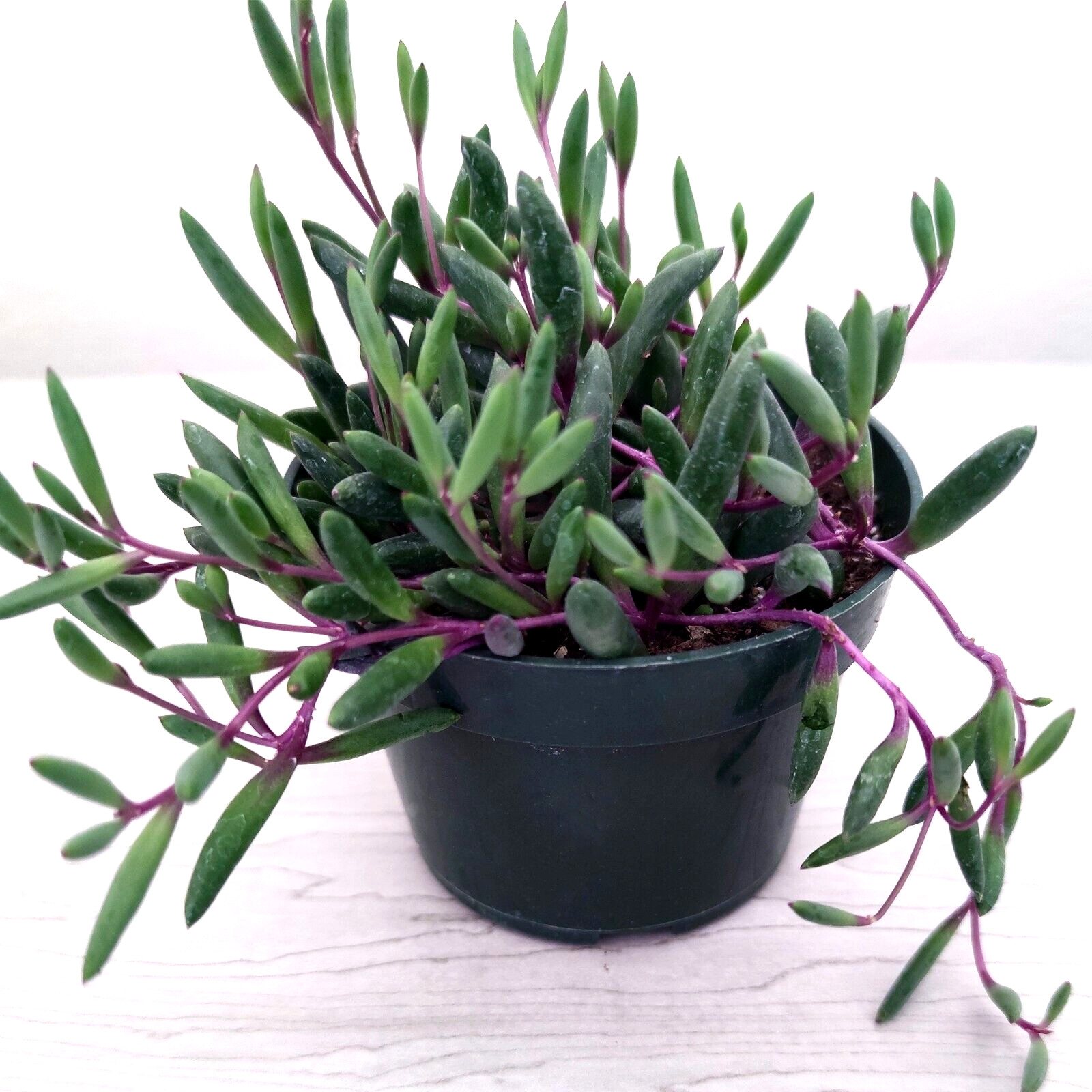Succulent Live Plants – Othonna Capensis : Ruby Necklace – In 3″ Pot
