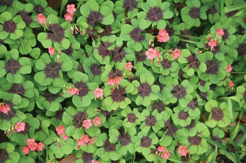 5 Shamrock Iron Cross FOUR LEAF CLOVER bulbs Hardy zones 7-10 or Houseplant