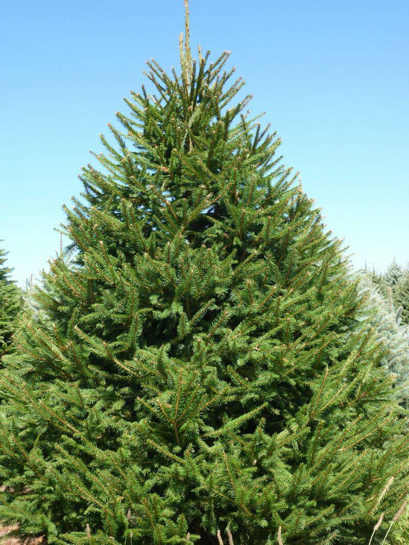 NORWAY SPRUCE TREE LIVE PLANT 12+ INCHES SET OF 2