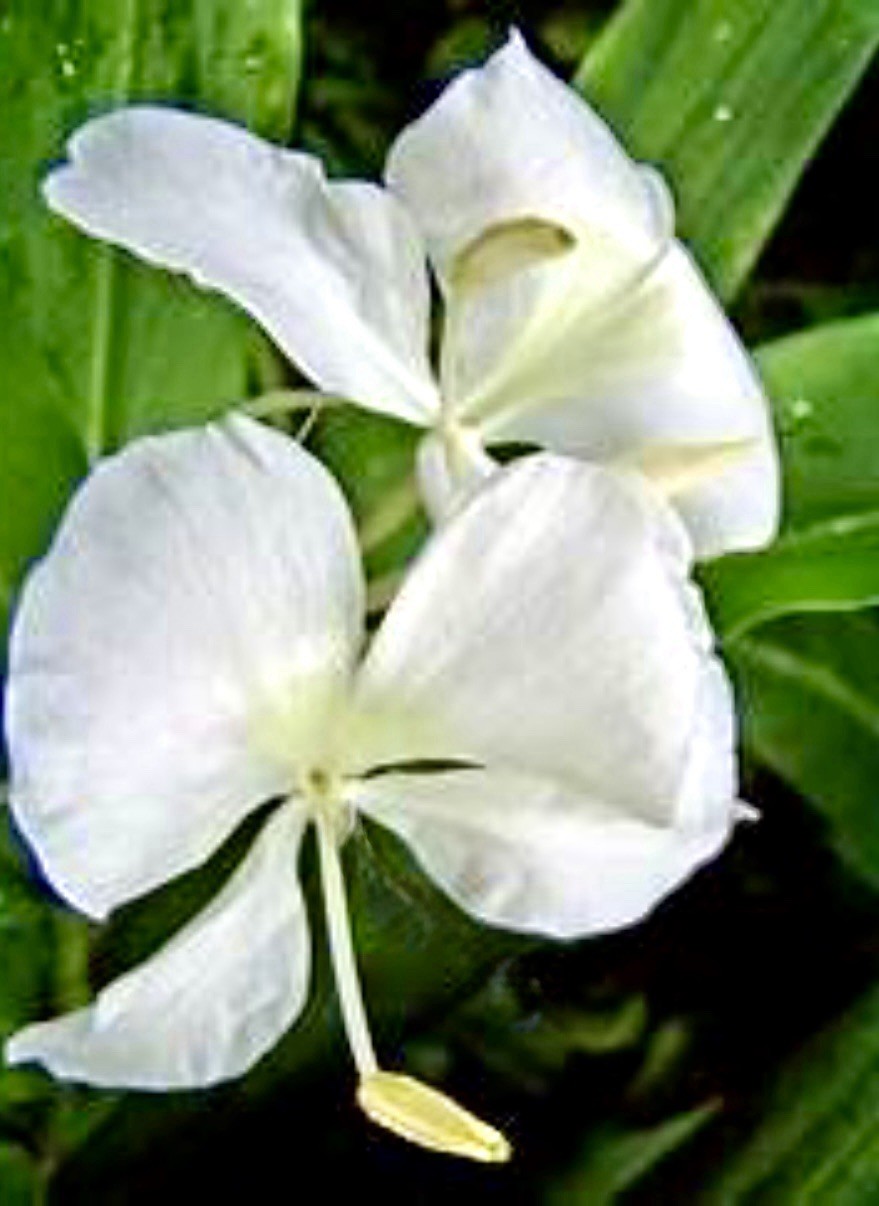 🌿 2 Freshly Harvested White Butterfly Ginger Rhizomes (Hedychium coronarium)