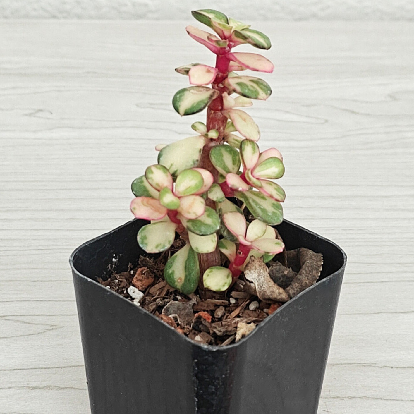 Succulent Plant – Portulacaria Afra Variegated – Live Plants In 2″ Pot