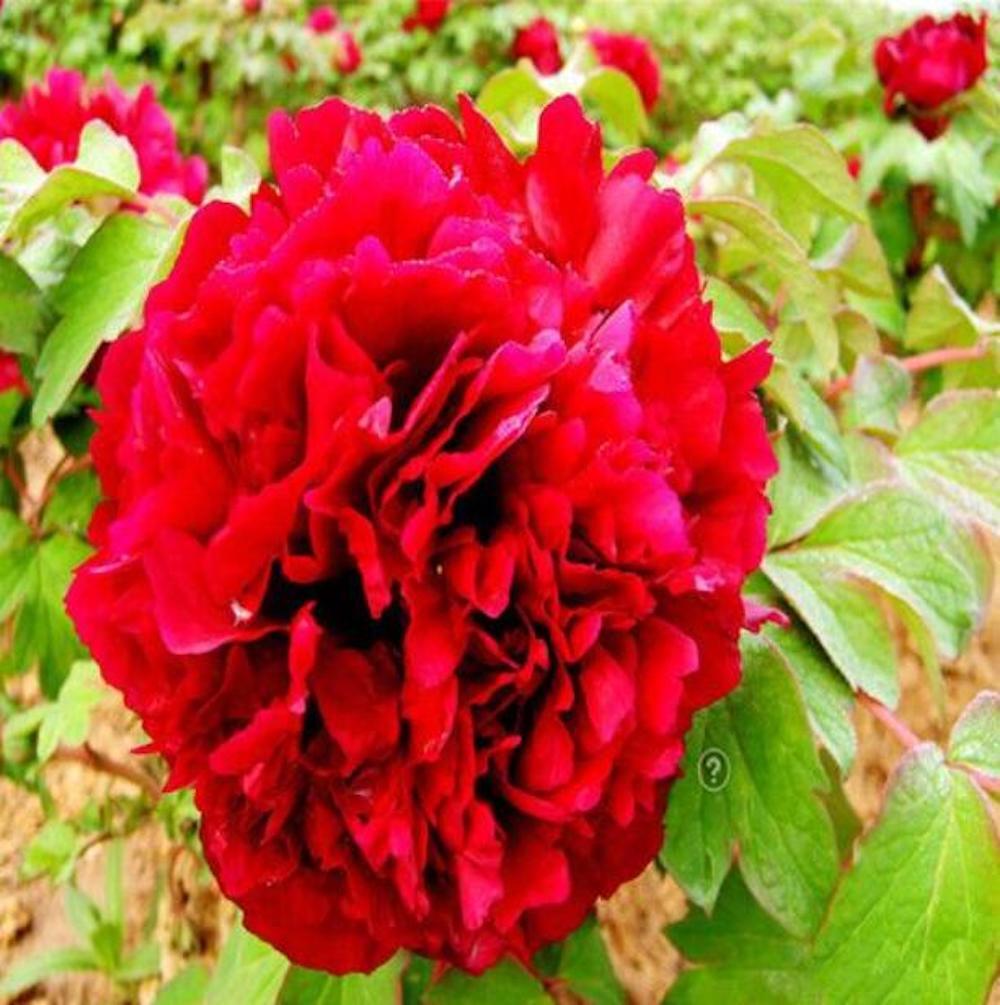 (10) PEONIES SEEDS rare exotic flower home blossom garden USA SELLER W/TRACKING