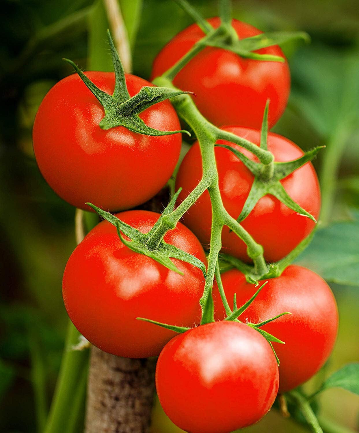 100 HOMESTEAD TOMATO SEEDS HEIRLOOM FRESH HARVEST FOR GARDENS