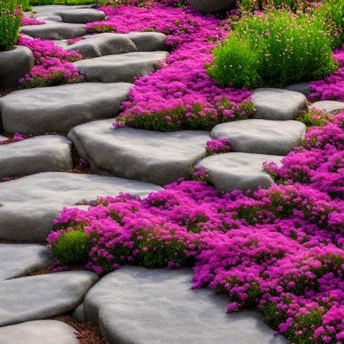 2000+ Mix Creeping Thyme Seeds Ground Cover for Planting – 4 Perennial Thyme