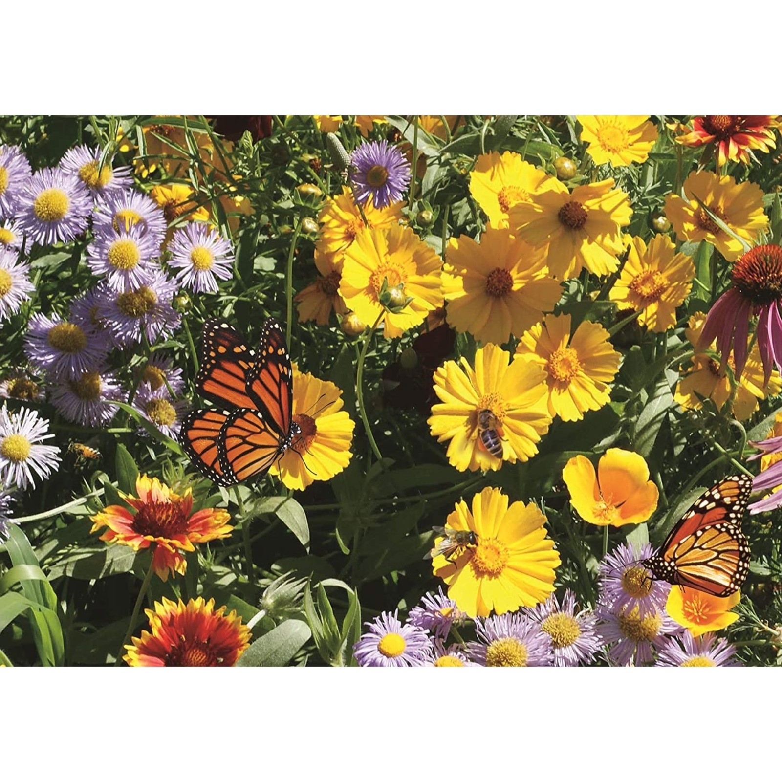 Earth Science Grown Essentials Wildflower Pollinator Mix, 3-in-1 Formula – 2lb