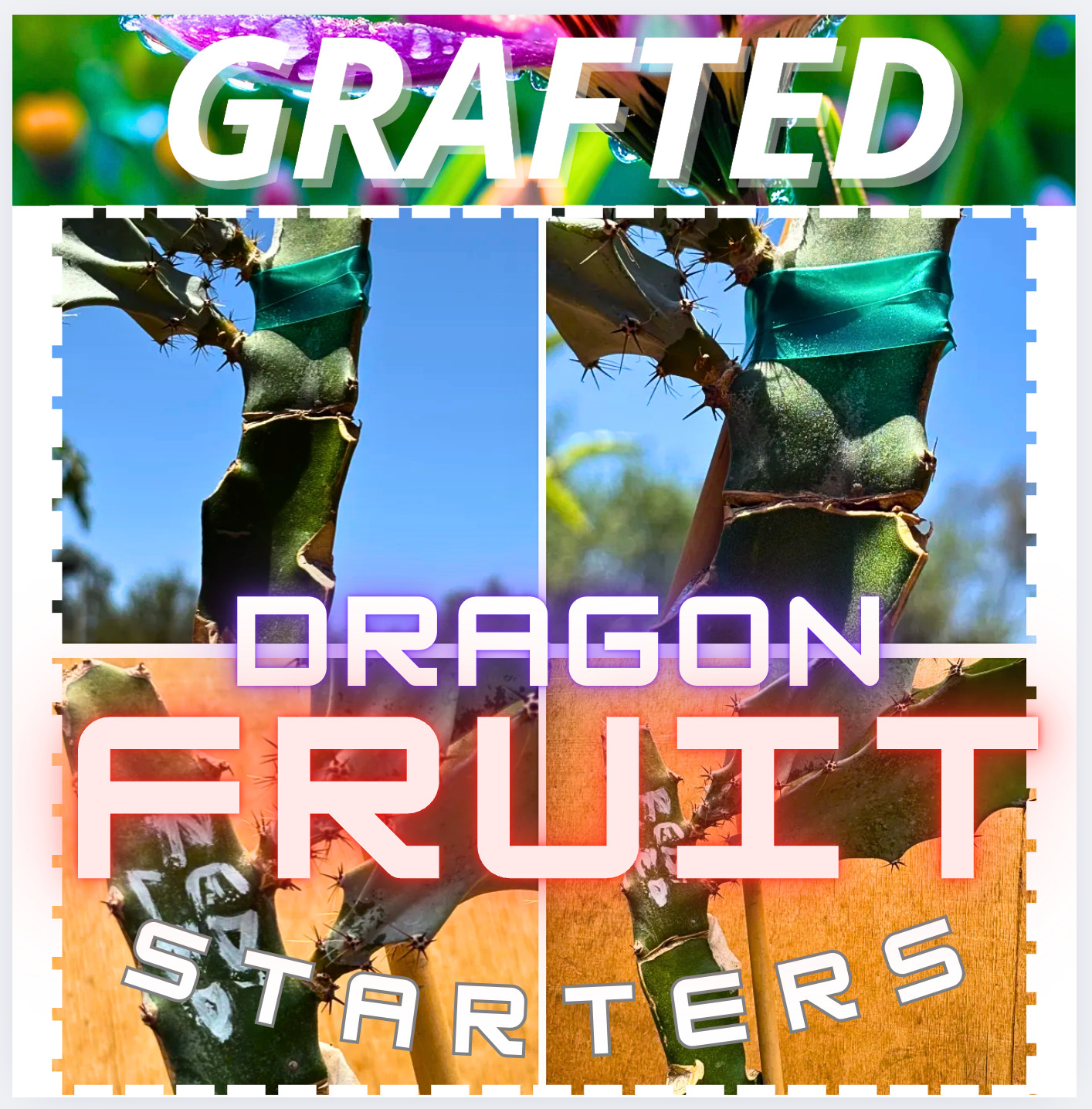 Celeste Dragon Fruit