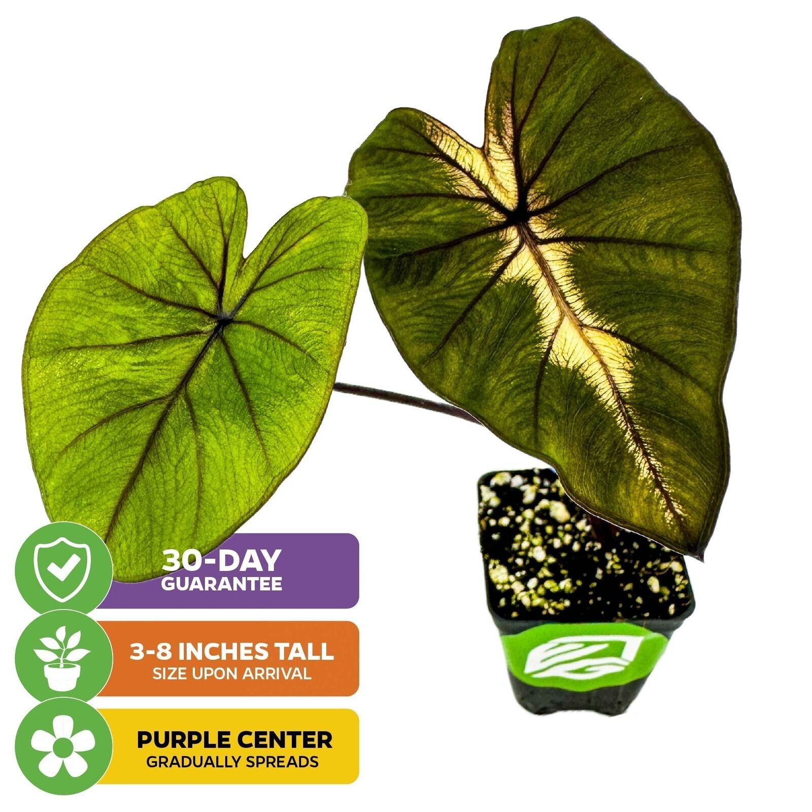 Waikiki Elephant Ear – Colocasia esculenta – Live Plant