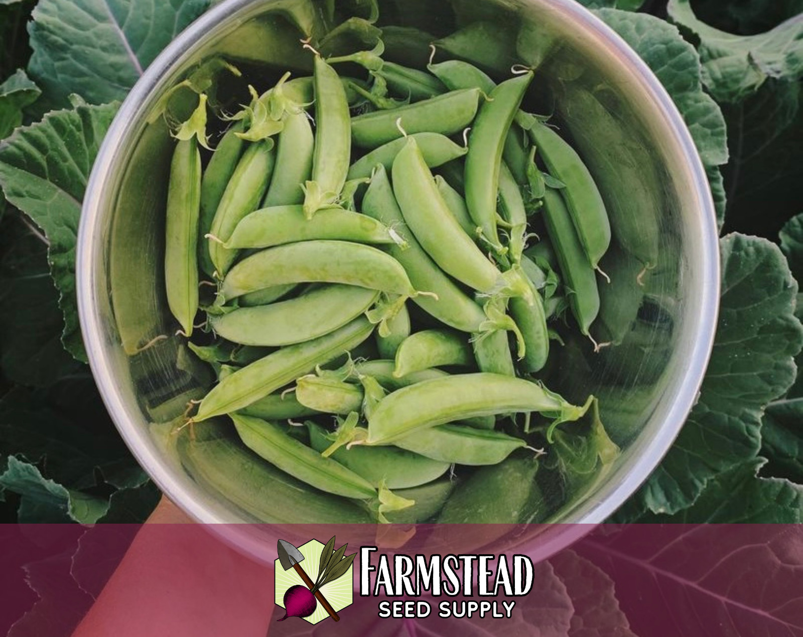 90+ Sugarsnap Pea Seeds Vegetable Gardening, Heirloom, Non-GMO, FREE SHIPPING