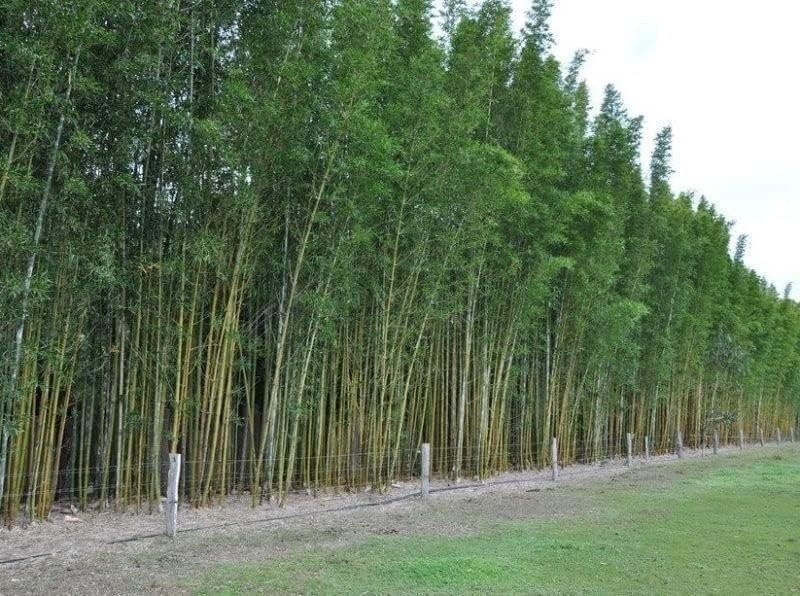 Bamboo Oldhamii | 1 Gallon | Bambusa oldhamii | Low Maintenance | Hardy