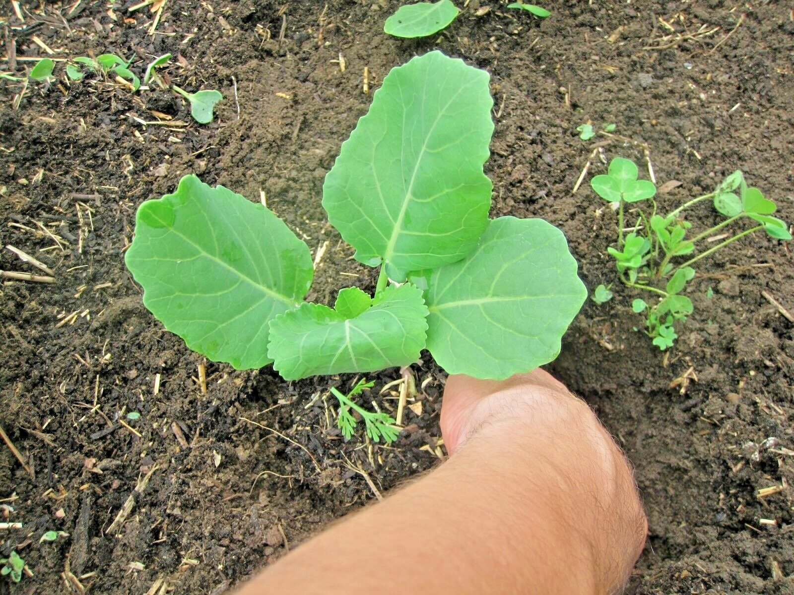 601+GEORGIA COLLARD GREENS Seeds Heirloom Vegetable Spring Fall Garden Container