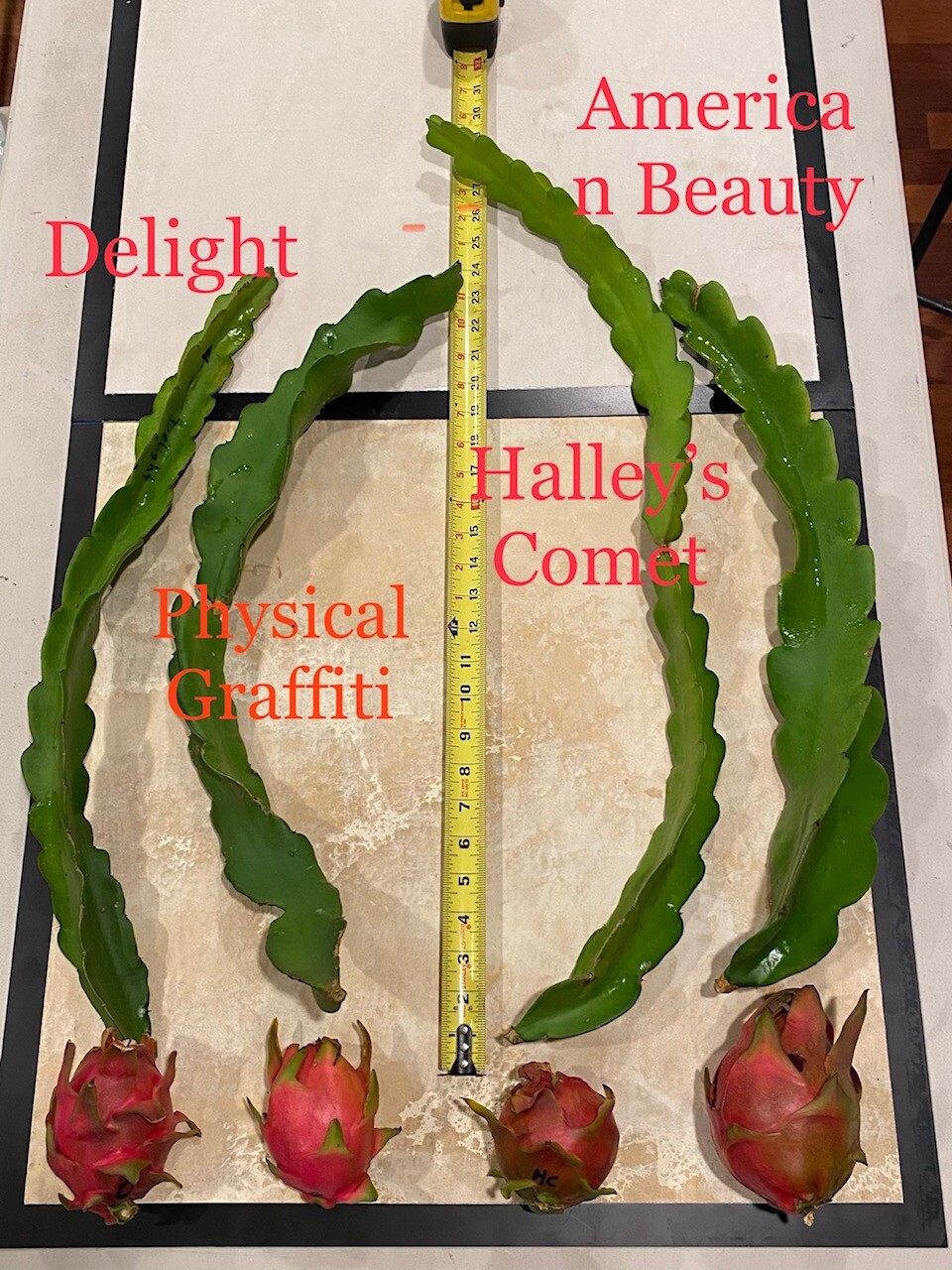 Best Dragon Fruit Cuttings 24-36”, each cutting and FREE SOLAR gopher repellent.