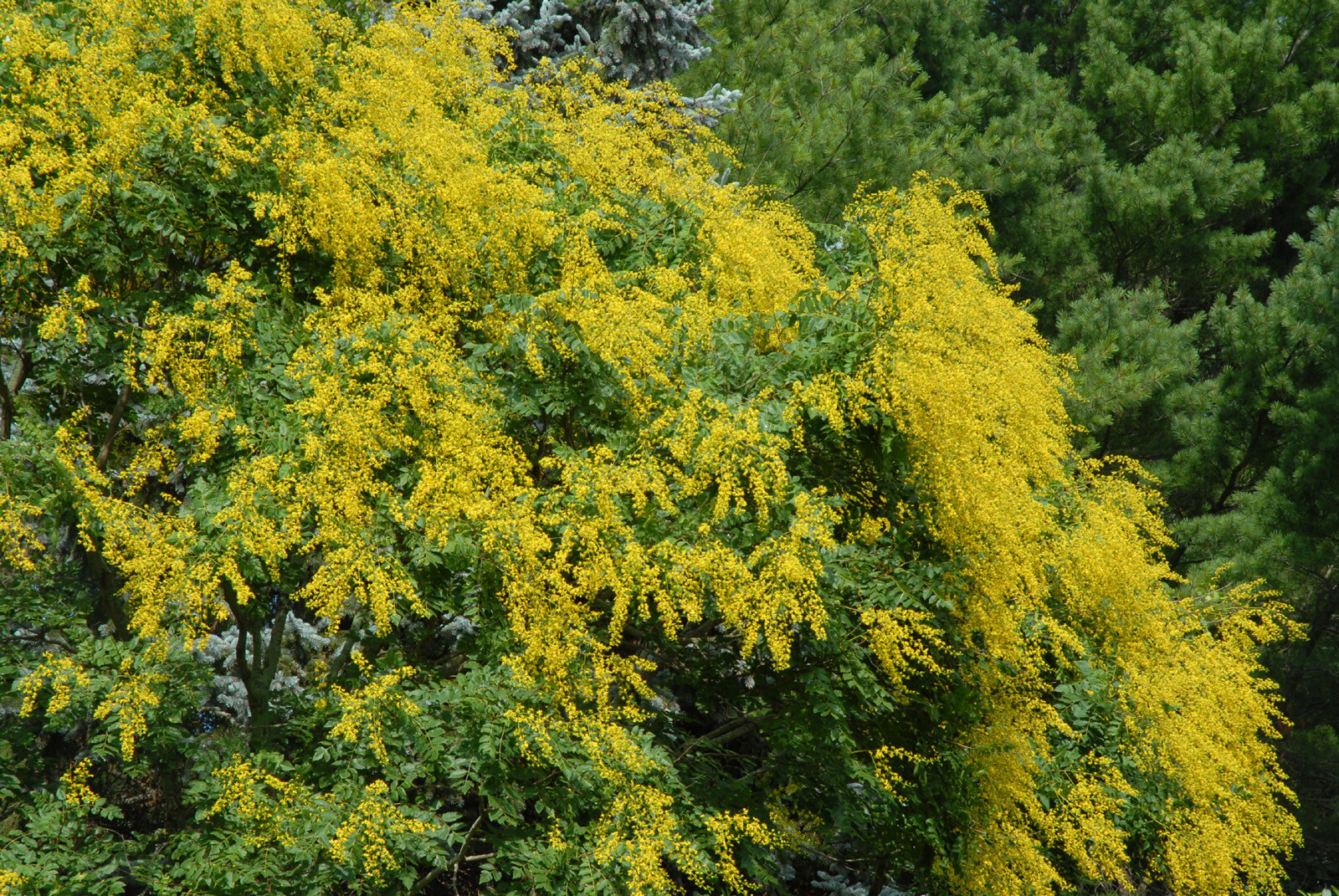Golden Raintree, Koelreuteria paniculata, Tree Seeds