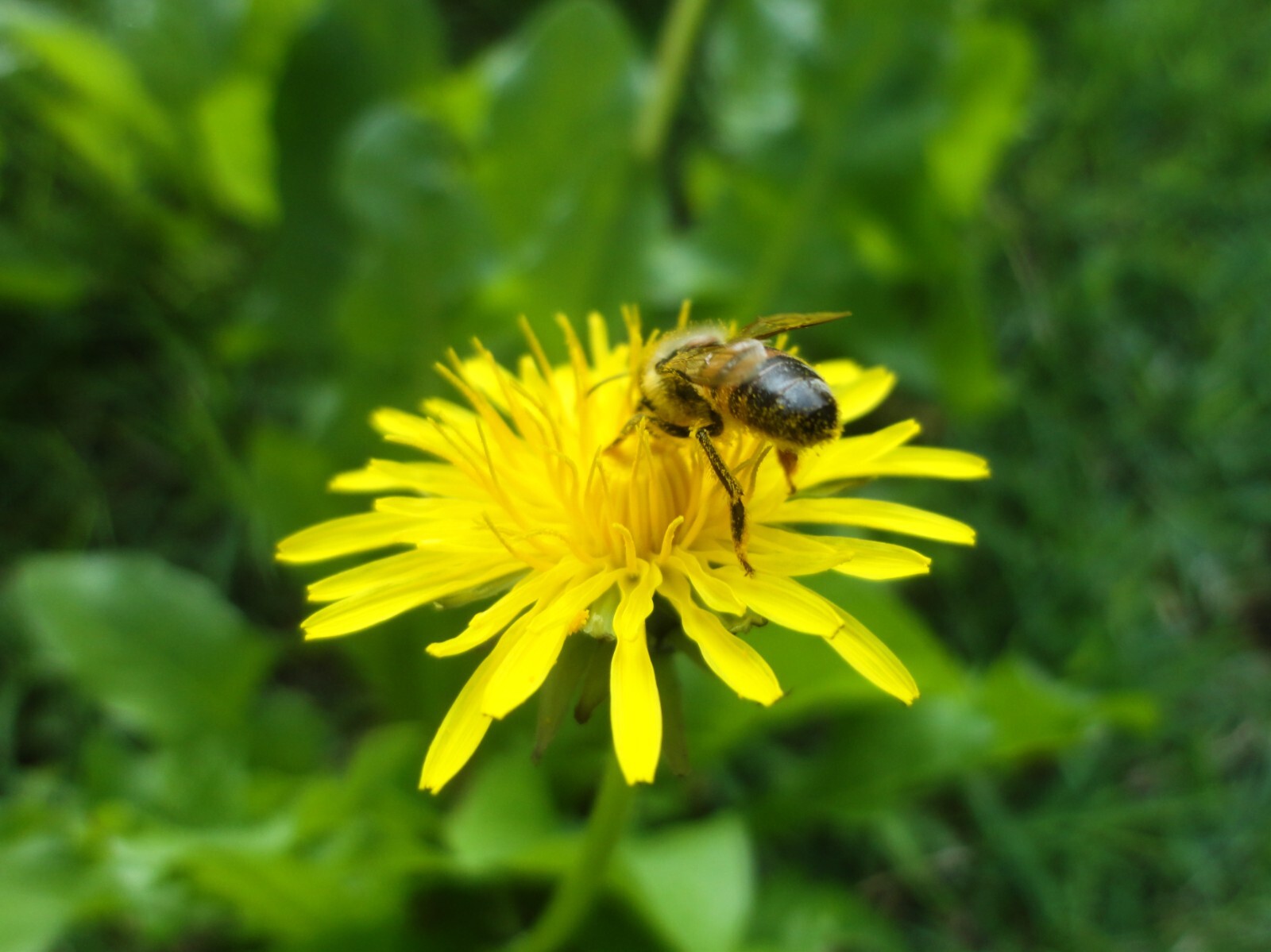1000 Dandelion Seeds – Taraxacum officnale Seeds – Medicinal and Edible Herb