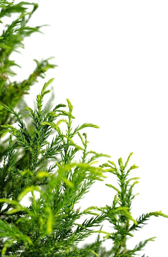 Cryptomerias Yoshino Cedars With Blue Green Summer Foliage Garden Live Quart Pot