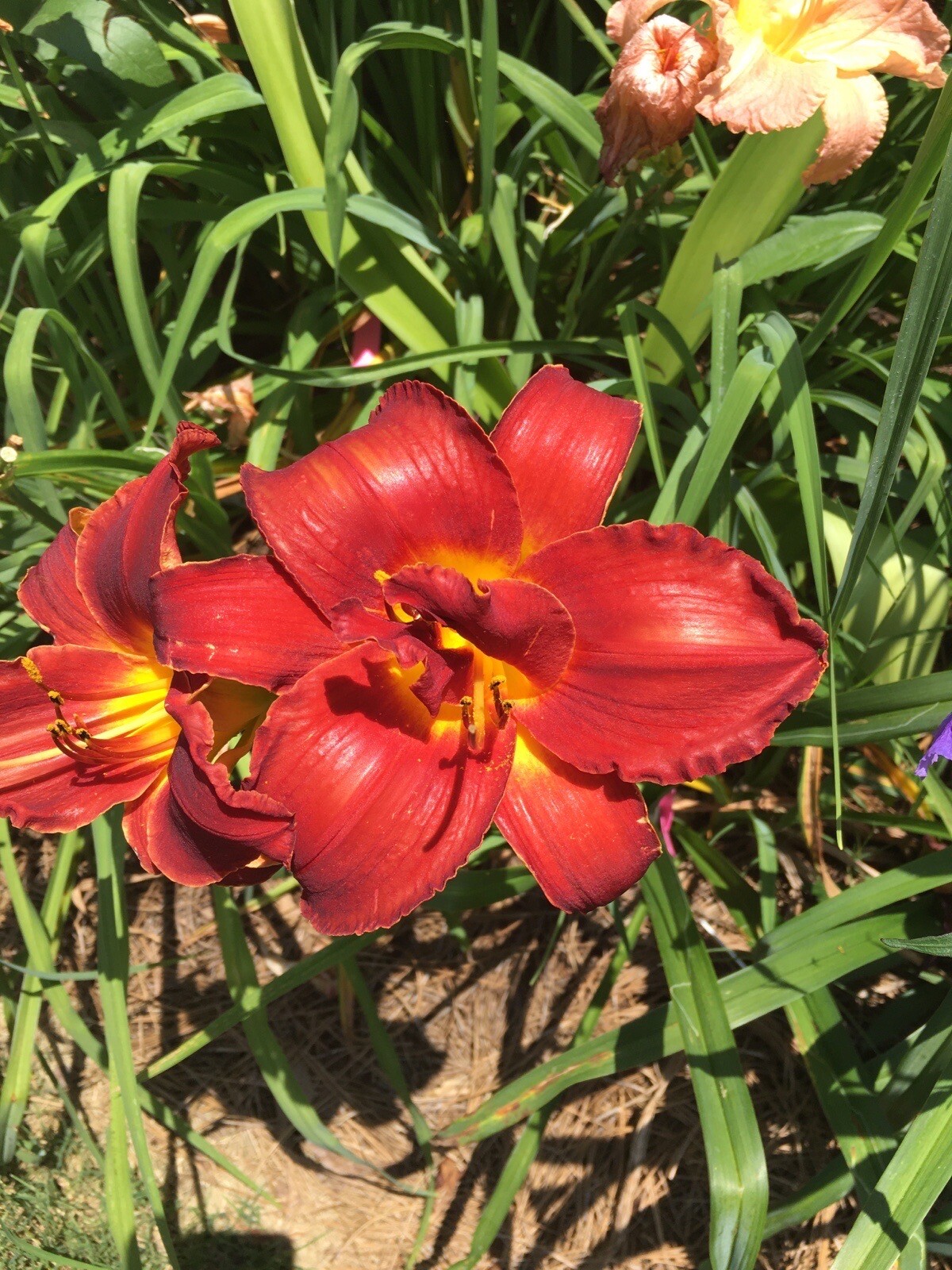 20 MIXED COLORS DAYLILY Mix Red Purple Flower Seeds FREE SHIP