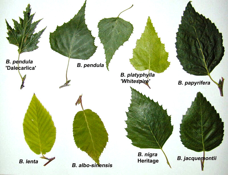 150 Cutleaf Weeping Birch Tree Seeds~Betula Pendula Laciniata~Botanical Gardens