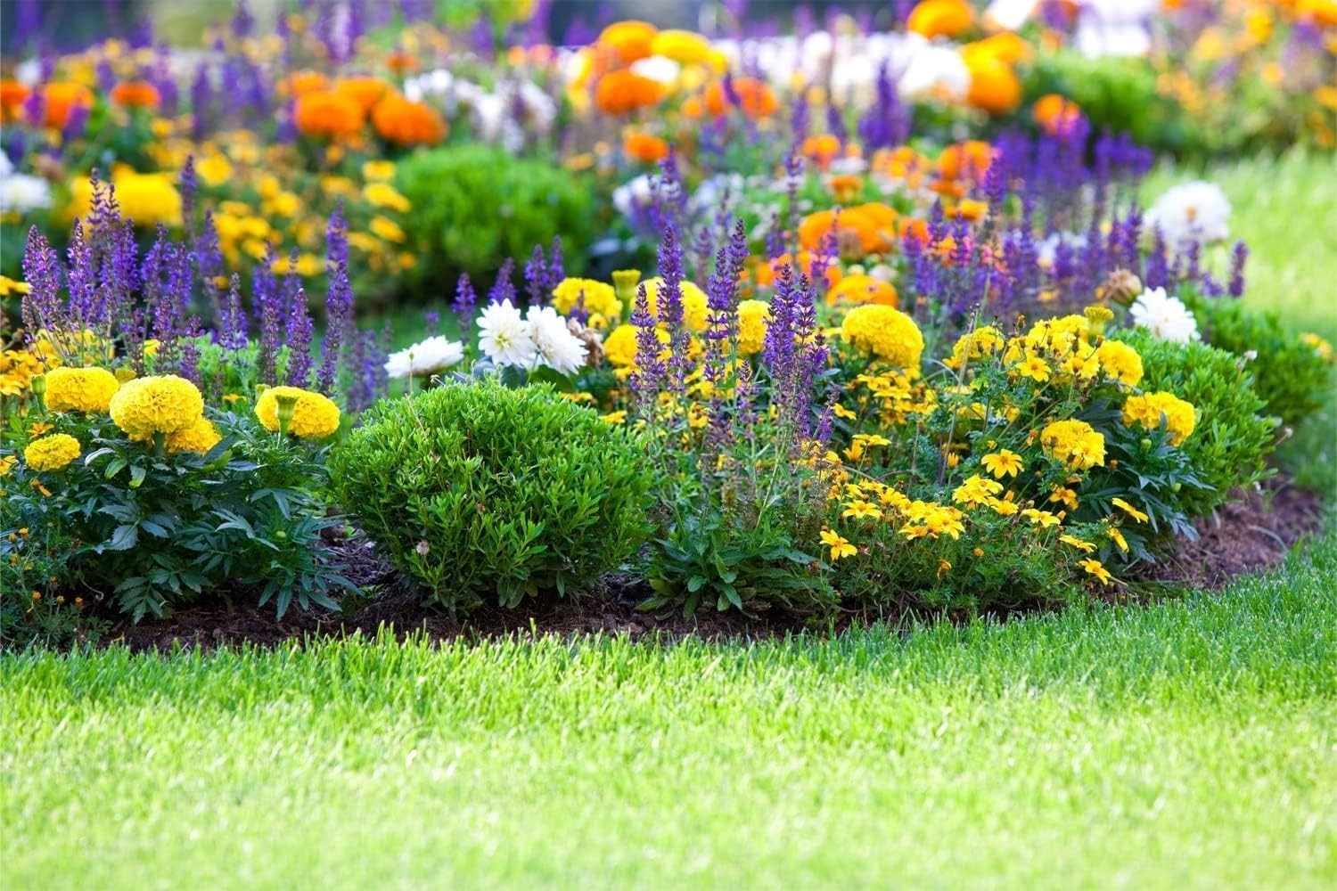 10000+ Perennial Mix Wildflower Seeds 16 Assorted of Heirloom Flower -1oz
