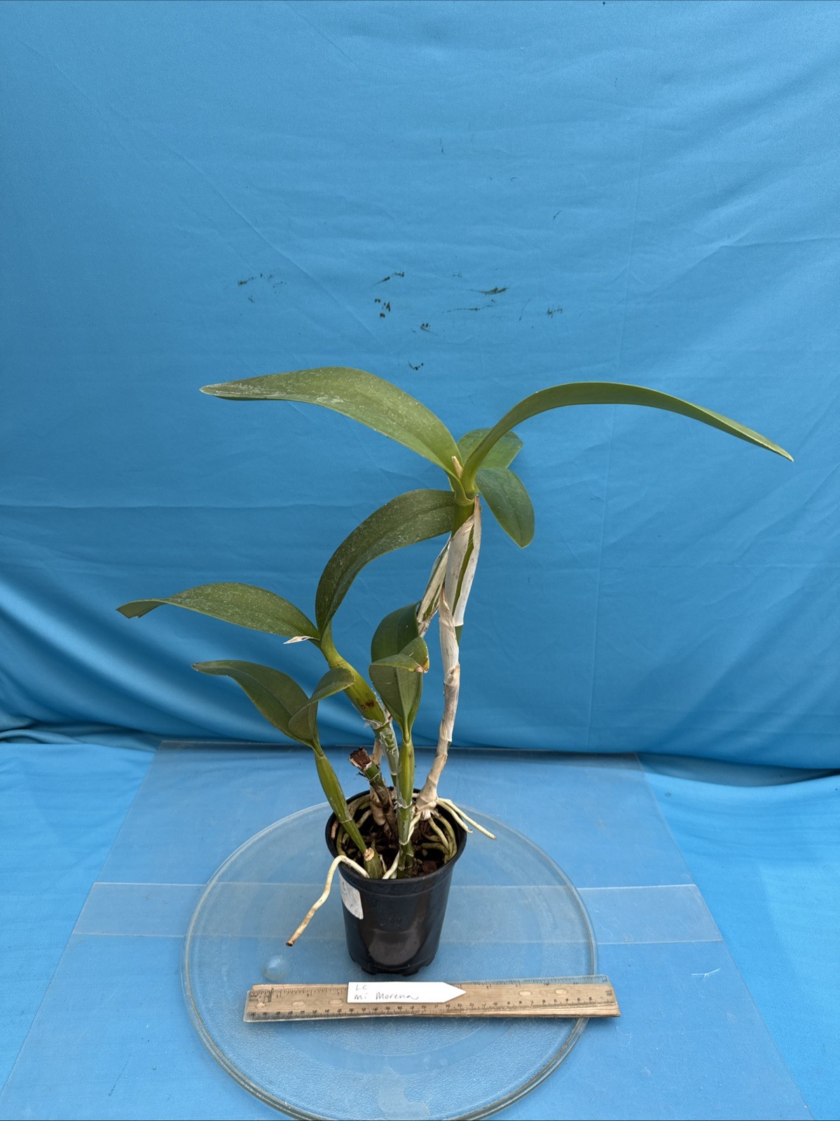 Lc. Mi Morena Raspberry Purple Red Shiny Flowers Orchid Hybrid 4.5” Pot