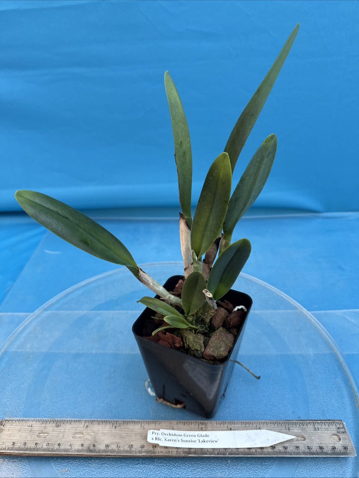 Pry. Orchidom Green Glade X Rlc Karen’s Sunrise Fragrant BS Orchid Eros 4” Pot