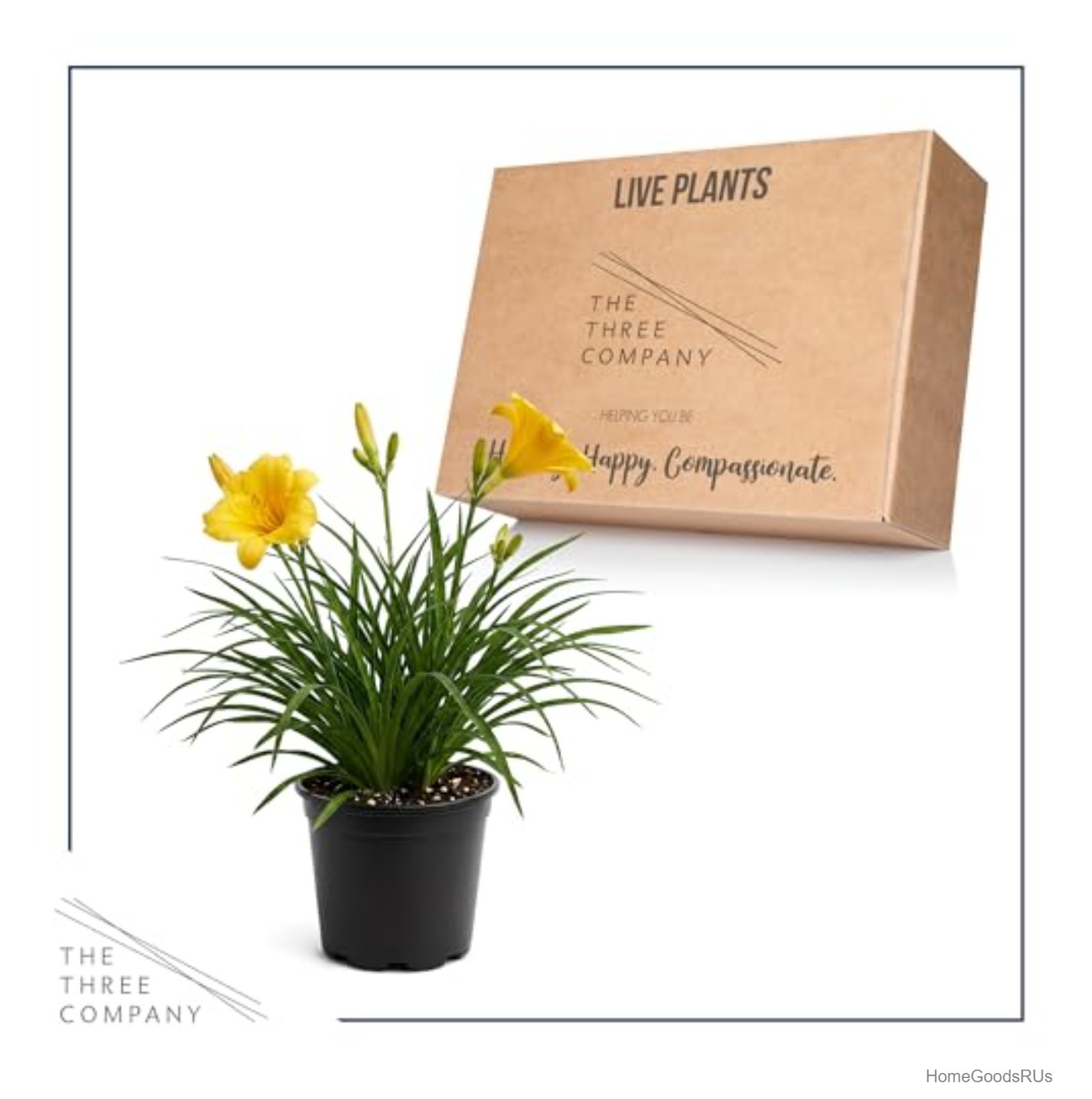 Yellow Daylily Live Perennial Plant 12 Inch Tall Full Sun to Partial Shade