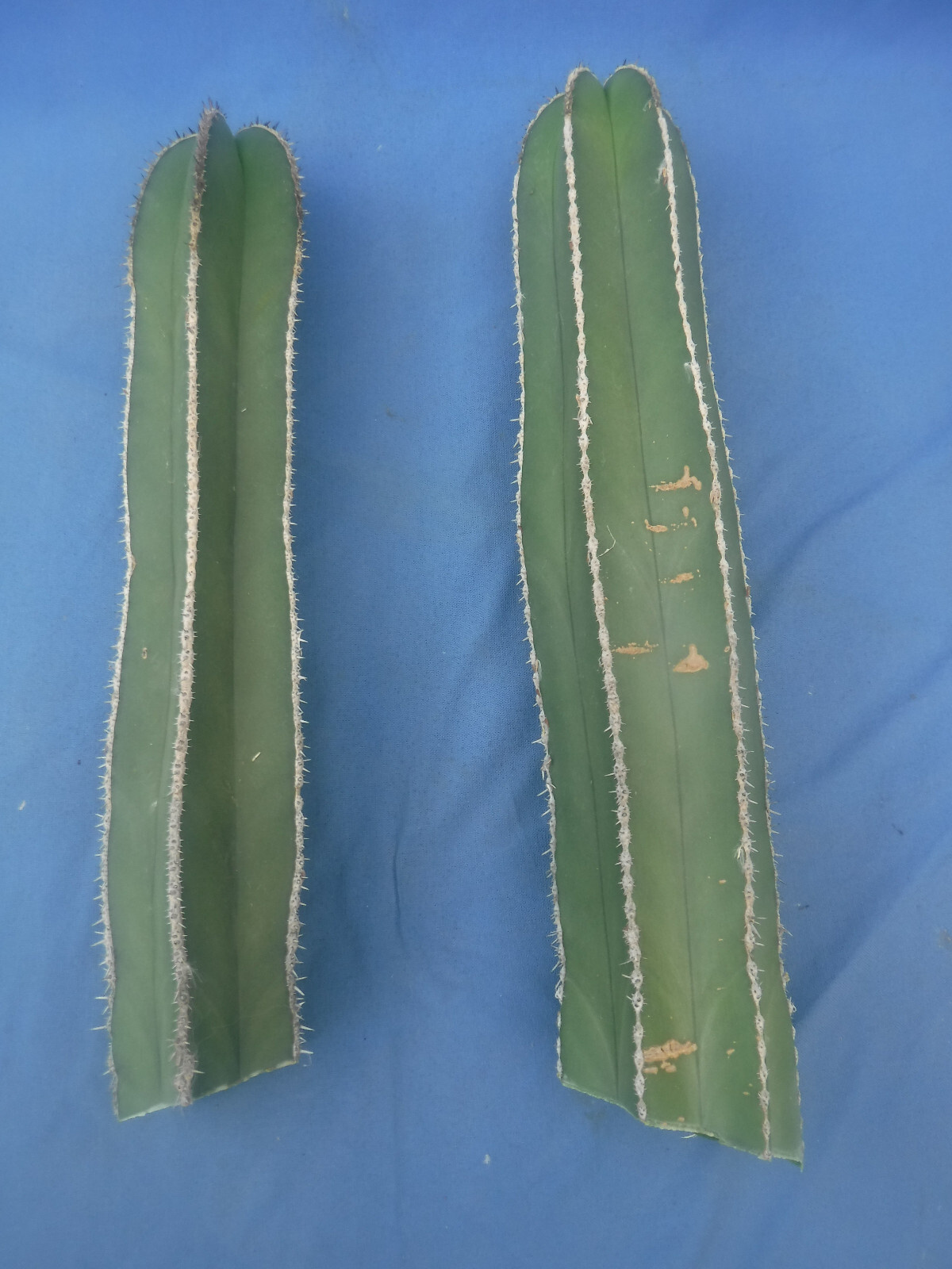 Mexican Fence Post Cactus Pachycereus marginatus TWO CUTTINGS 10″-12″ Tall