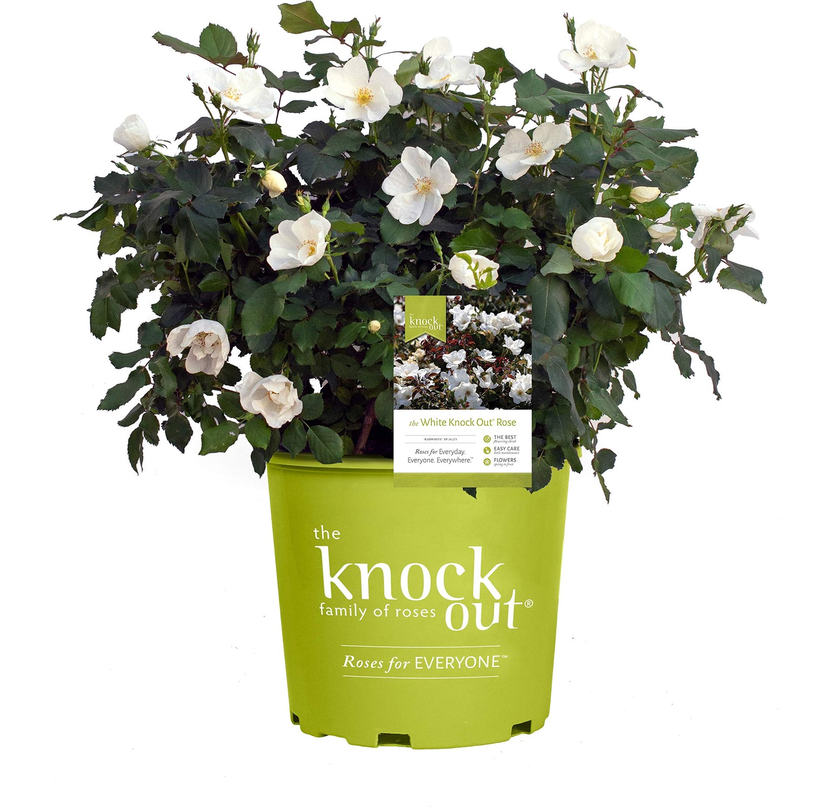 Green Promise Farms Knock Out Roses – Rosa White Knock Out Rose Rose White