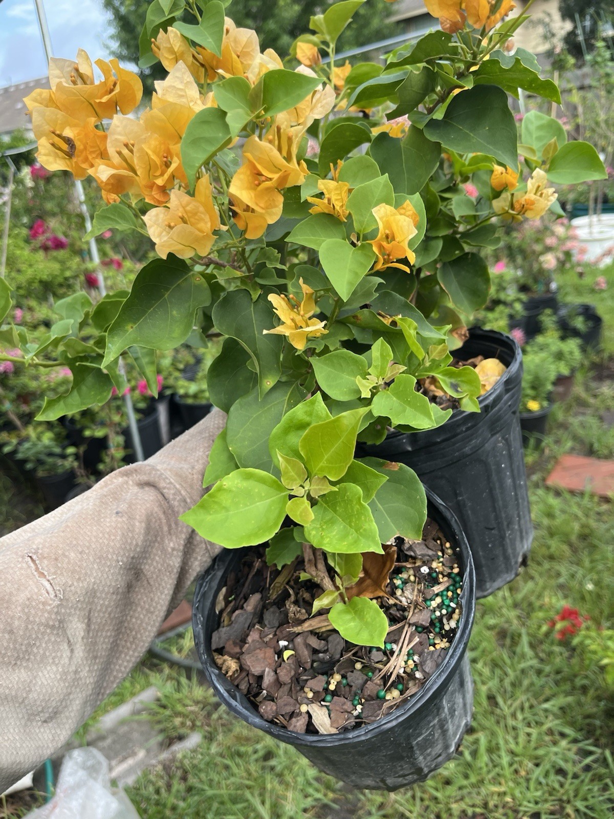 Multi color Golden Hui 金色光辉三角梅small Size bougainvillea 1 Gallon Pot 10-12 In