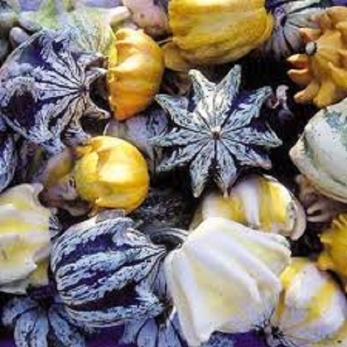 25 TEN COMMANDMENTS GOURD MIX Crown of Thorns Mixed Colors Cucurbita Pepo Seeds